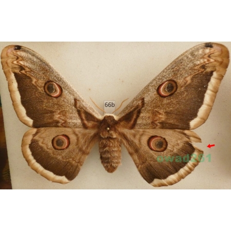 Saturnia pyri (Denis & Schiffermüller, 1775) female Pawica gruszówka Czech 116mm66b